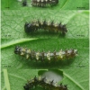 polyg c-album larva2 volg